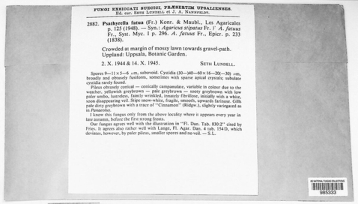 Psathyrella fatua image